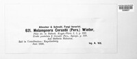 Melampsorella cerastii image